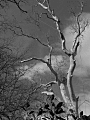 ORIG-IMAGE-NAME