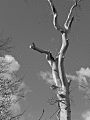 ORIG-IMAGE-NAME