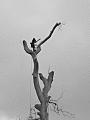 ORIG-IMAGE-NAME